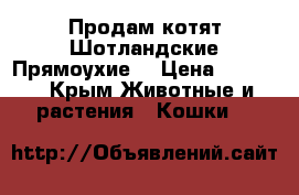 Продам котят Шотландские Прямоухие. › Цена ­ 5 000 - Крым Животные и растения » Кошки   